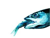 Fisch frisst Fisch
