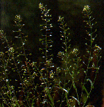 Hirtent&auml;schel
